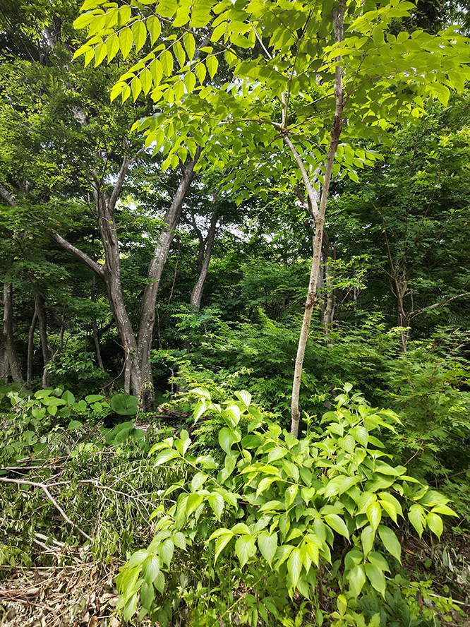 植林作業前